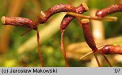 Atrichum undulatum (żurawiec falisty)