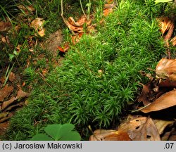 Atrichum undulatum (żurawiec falisty)