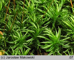 Atrichum undulatum (żurawiec falisty)