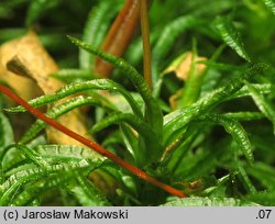 Atrichum undulatum (żurawiec falisty)