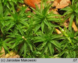 Atrichum undulatum (żurawiec falisty)