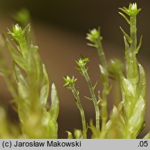 Aulacomnium palustre (próchniczek błotny)