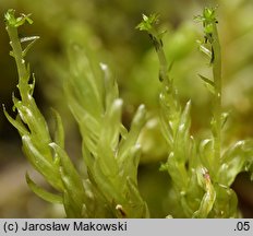 Aulacomnium palustre (próchniczek błotny)