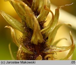 Aulacomnium palustre (próchniczek błotny)