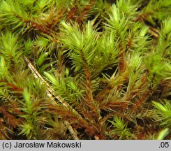 Aulacomnium palustre (próchniczek błotny)