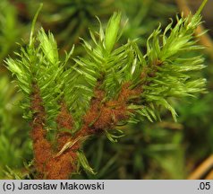 Aulacomnium palustre (próchniczek błotny)