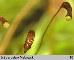 Aulacomnium palustre (próchniczek błotny)