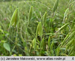 Avena fatua