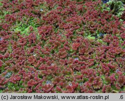 Azolla filiculoides (azolla paprotkowa)