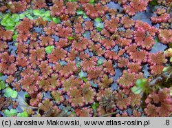 Azolla filiculoides (azolla paprotkowa)