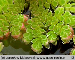 Azolla filiculoides (azolla paprotkowa)