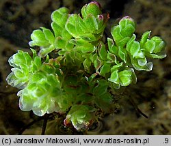 Azolla filiculoides (azolla paprotkowa)