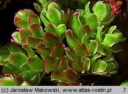 Azolla filiculoides (azolla paprotkowa)