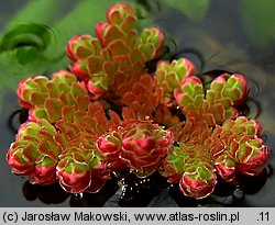 Azolla filiculoides (azolla paprotkowa)