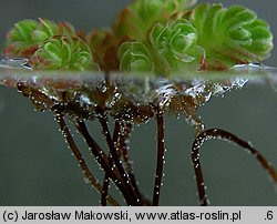 Azolla filiculoides (azolla paprotkowa)