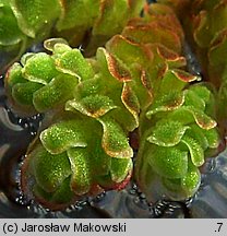 Azolla filiculoides (azolla paprotkowa)