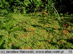 Azolla filiculoides (azolla paprotkowa)