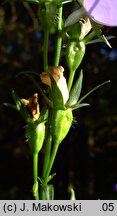 Campanula persicifolia (dzwonek brzoskwiniolistny)