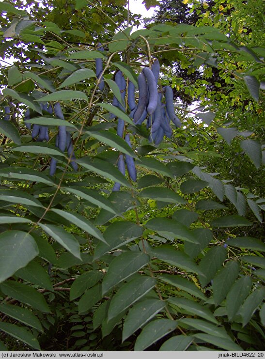 Decaisnea fargesii (palecznik chiński)