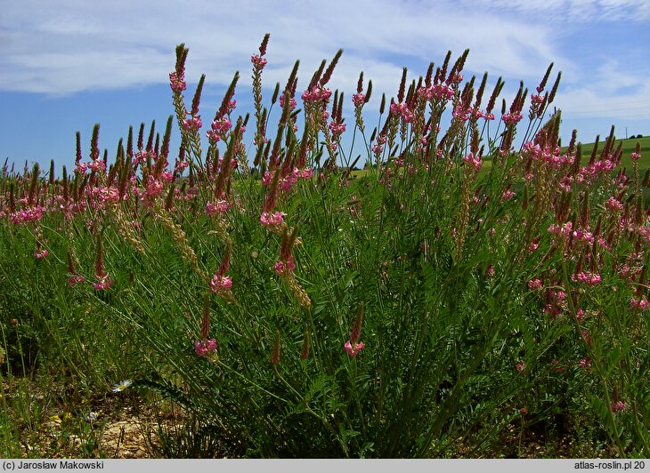 Onobrychis viciifolia (sparceta siewna)