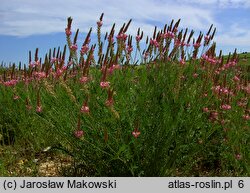 Onobrychis viciifolia (sparceta siewna)