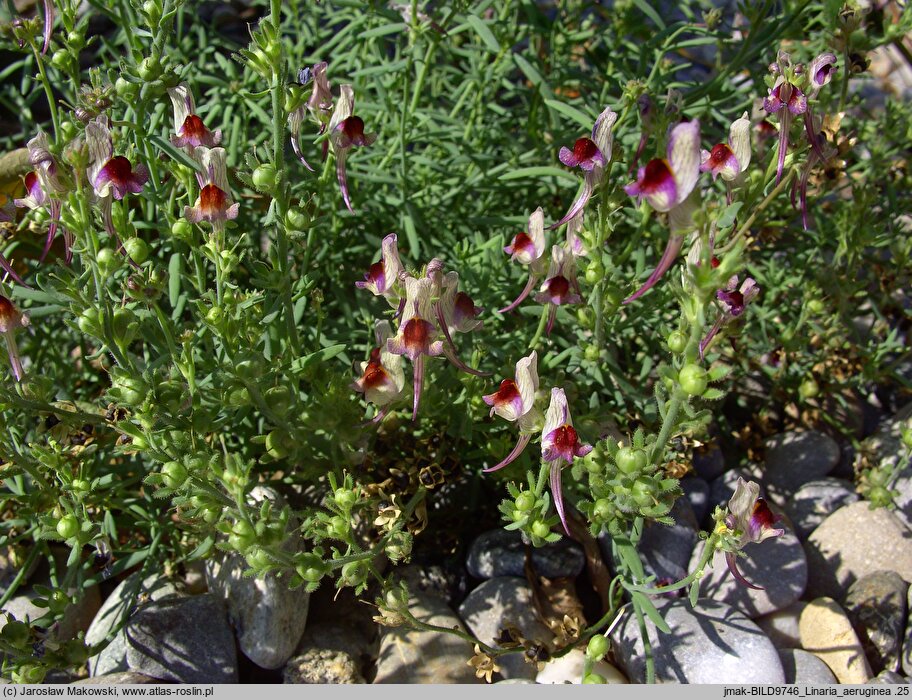 Linaria aeruginea