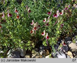 Linaria aeruginea