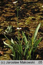 Baldellia ranunculoides (żabienica jaskrowata)