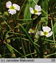 Baldellia ranunculoides (żabienica jaskrowata)