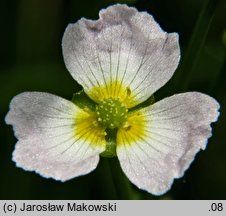 Baldellia ranunculoides (żabienica jaskrowata)