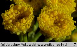 Tanacetum balsamita (wrotycz balsamiczny)