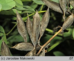 Baptisia australis (baptysja błękitna)