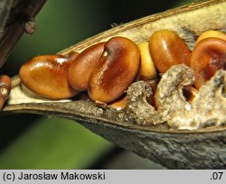 Baptisia australis (baptysja błękitna)