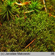 Barbilophozia attenuata (wieloklap wysmukły)