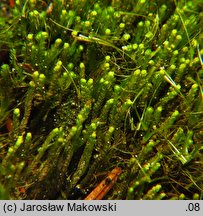 Barbilophozia attenuata (wieloklap wysmukły)