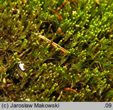 Barbilophozia attenuata (wieloklap wysmukły)