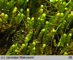 Barbilophozia attenuata (wieloklap wysmukły)