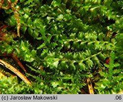 Barbilophozia barbata (wieloklap pięciołatowy)