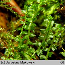 Barbilophozia barbata (wieloklap pięciołatowy)