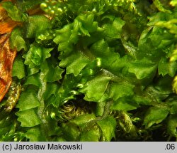 Barbilophozia barbata (wieloklap pięciołatowy)