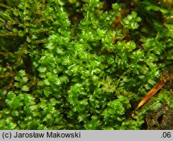 Barbilophozia barbata (wieloklap pięciołatowy)