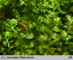 Barbilophozia barbata (wieloklap pięciołatowy)