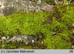 Barbula convoluta (zwojek skręcony)