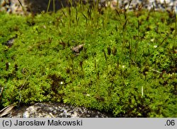 Barbula convoluta (zwojek skręcony)