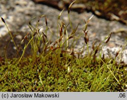 Barbula convoluta (zwojek skręcony)