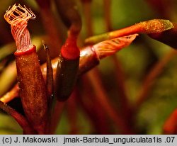 Barbula unguiculata (zwojek sztyletowaty)