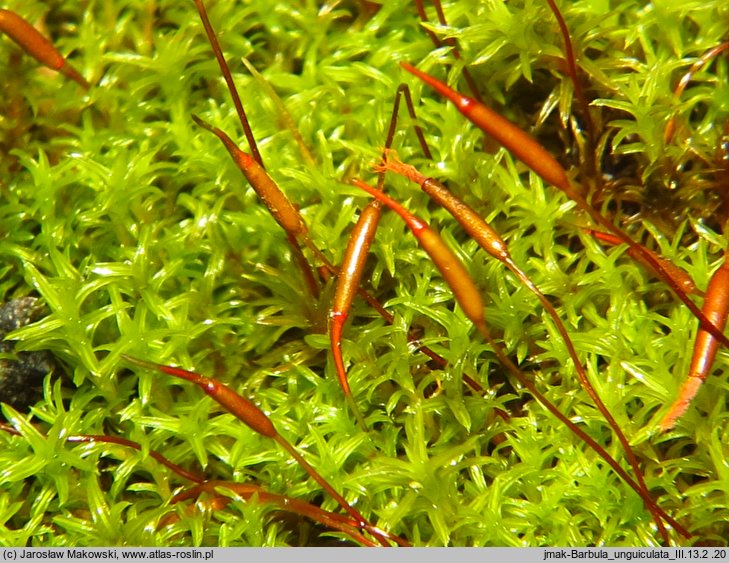 Barbula unguiculata (zwojek sztyletowaty)