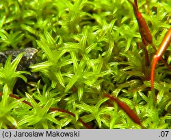 Barbula unguiculata (zwojek sztyletowaty)