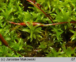 Barbula unguiculata (zwojek sztyletowaty)