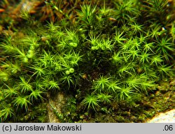 Bartramia halleriana (szmotłoch norweski)